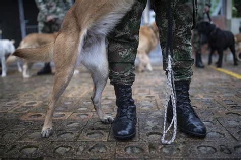 Colombian military searches for heroic dog who helped find children in the Amazon jungle